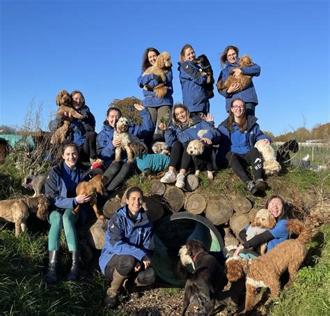 Doggy Daycare Jobs Hiringtimeline Groups