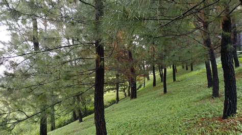 Free Download 76 Gambar Pohon Pinus Terbaru Info Gambar