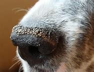 Secretions or dried discharge on the hair of the. Dog Dry Nose-What it Means, Reasons Why and Home Remedies ...