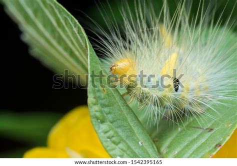 Closeup Tussock Moth Larvae Caterpillar Stock Photo 1542395165