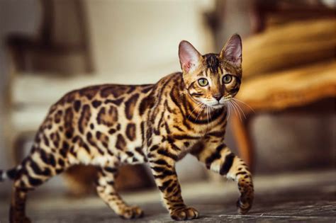 Bengal Cat • Purrfectcatbreeds