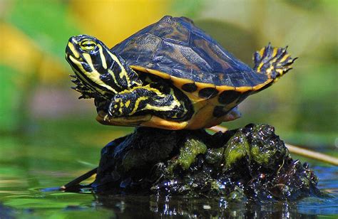 Factsramblogspot Pond Slider Turtle
