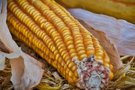 Hominy Corn What Is It And How Is It Used Fine Dining Lovers