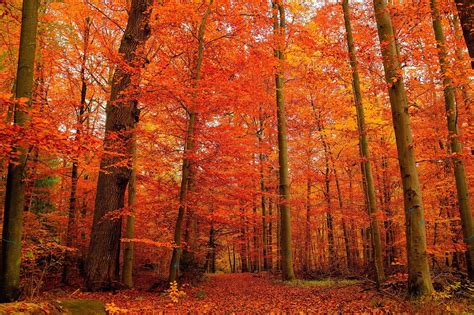 Autumn Forest 4k Ultra Hd Wallpaper Background Image 3906x2602