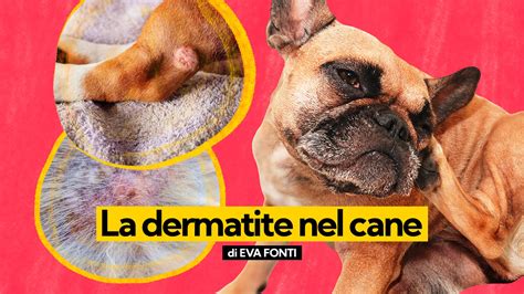 Il Cane Ha La Dermatite Come Riconoscerla E Curarla Con Rimedi My XXX