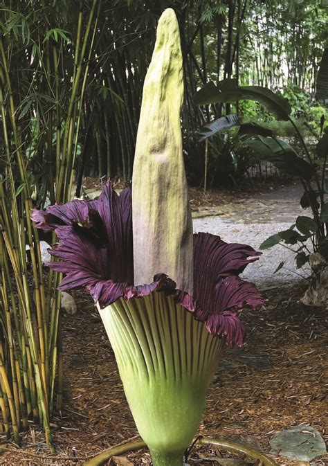 The insects think the flower may be food, fly inside, realize there is. Corpse Flower (Amorphophallus titanum)