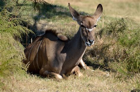 Female Kudu Free Stock Photo Public Domain Pictures