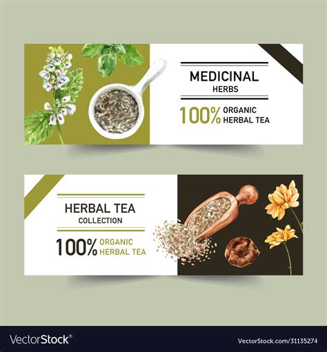 Herbal Tea Banner Design With Basil Peppermint Vector Image