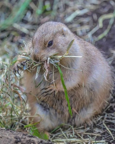 Prairie Dogs Pikabumonster