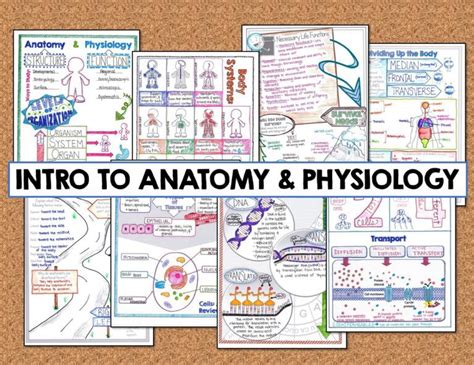 Anatomy And Physiology Doodle Notes Bundle Suburban Science