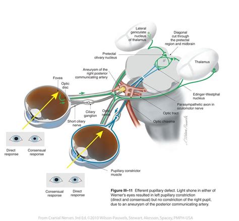 oculomotor iii cranial nerves cranial nerves nerve anatomy and physiology