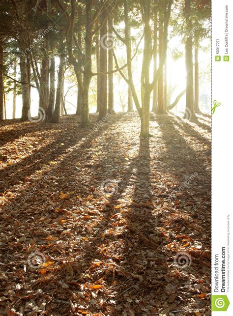 Forest Sunlight Stock Image Image Of Color Sunlit Nobody 50017271