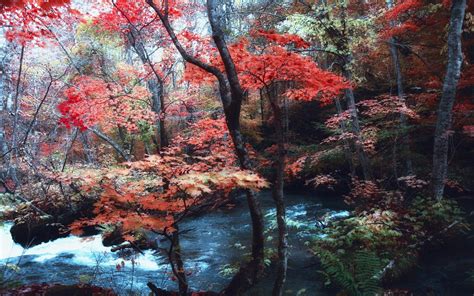 Nature Landscape Maple Leaves Trees River Japan Forest Ferns Hill Fall