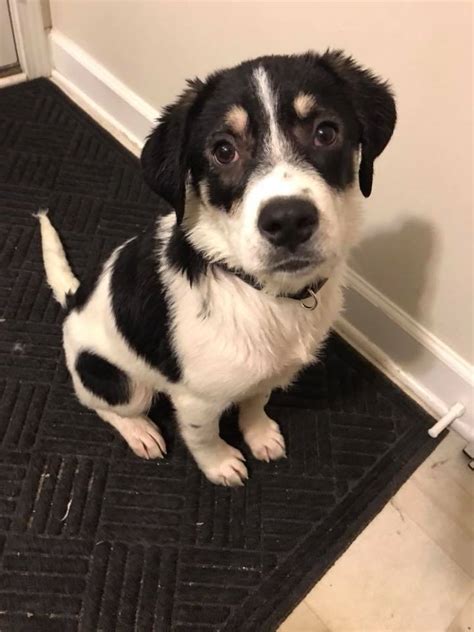 Bernese mountain dog and husky mix!! Bernese Mountain Dog Beagle Mix Bernese Mountain Dog