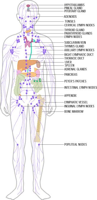 Lymphatic System Diagram Head And Neck Diagram Media
