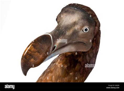 Extinct Dodo Bird High Resolution Stock Photography And Images Alamy