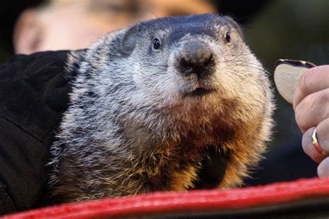 How Old Is Phil The Groundhog 2024 - Rica Venita
