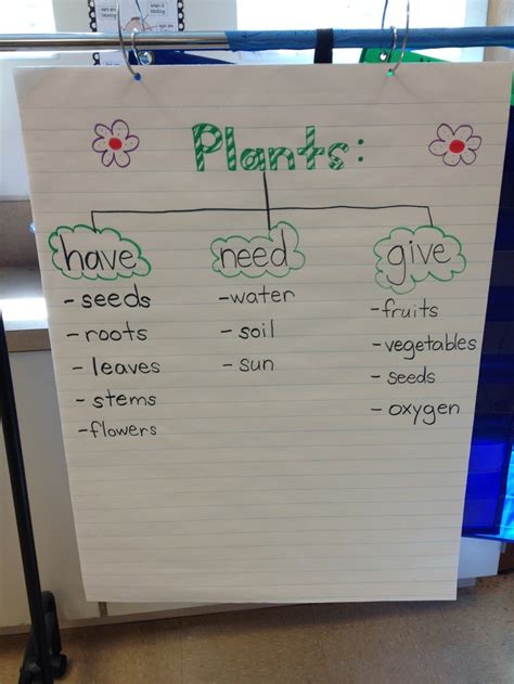 Plants Anchor Chart Made By Our Kindergarten Class