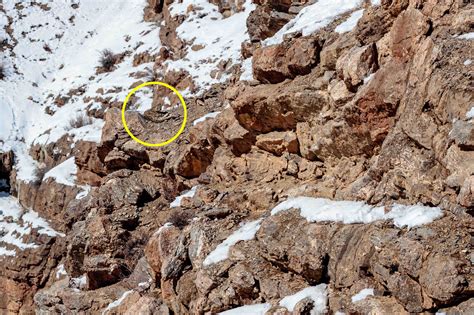 Can You Spot The Perfectly Camouflaged Snow Leopard In This ‘barren