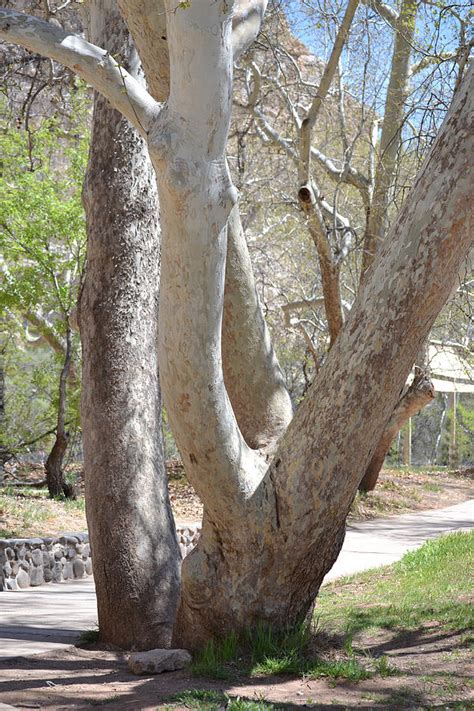 Trunk Pattern Plane Tree Sycamore Photograph By Rd Erickson Pixels