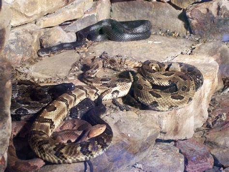 Pictures of snakes in west virginia. Snakes at the West Virginia Wildlife Center | Flickr ...