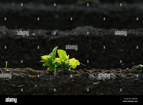Agriculture Farming Shine Stock Photo Alamy