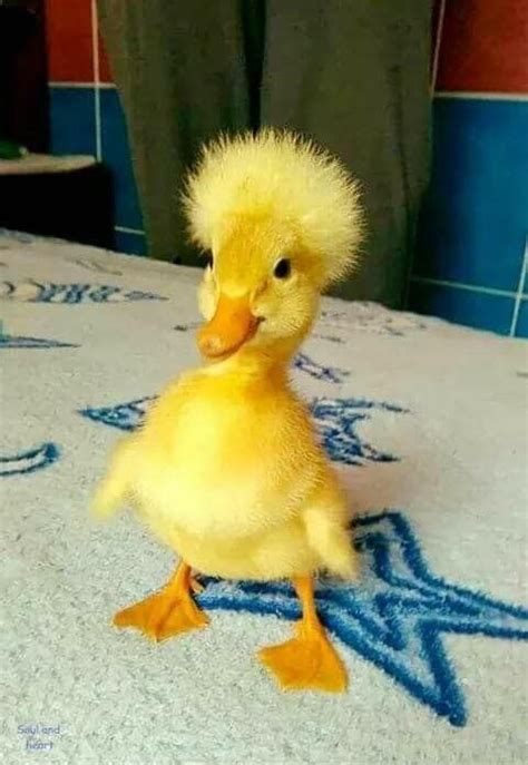 Afro Duck