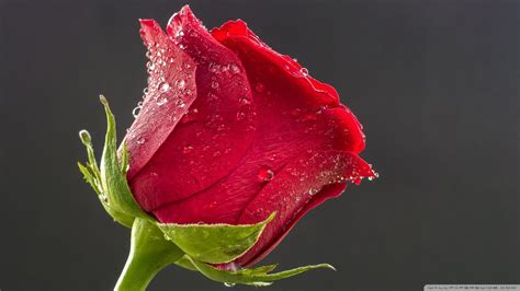 Beautiful Rose Images Hd Beautiful Rose Flowers Wallpapers Top Free