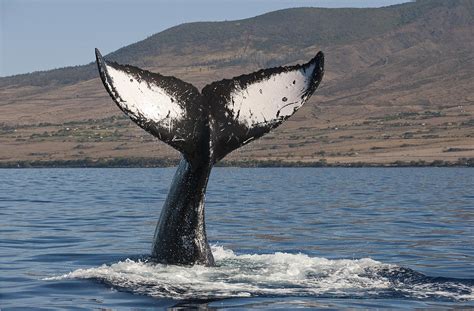 Humpback Whale Tail Maui Hawaii Photograph By Flip Nicklin