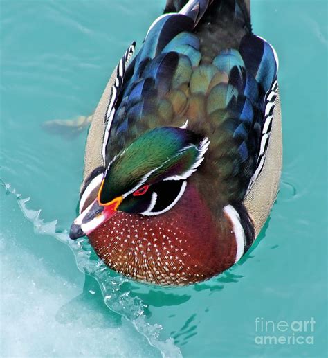 Wood Duck Drake Photograph By Patti Smith Fine Art America