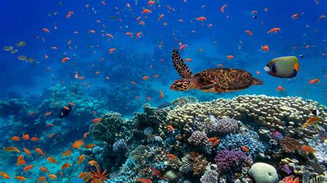 El medio marino es muy estable, si lo comparamos con los hábitats terrestres o de agua dulce. La vida acuática puede contrarrestar el cambio climático ...