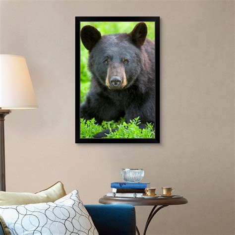 Portrait Of A Black Bear At The Alaska Black Framed Wall Art Print