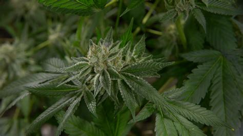 Plant cats are allergic to. Can You Be Allergic to Cannabis? What Would Symptoms Look ...