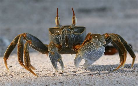Crab Animal Wallpaper Hd