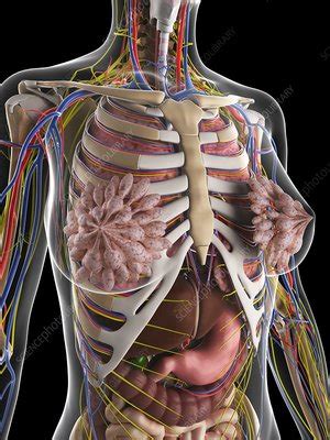 The torso muscles attach to the skeletal core of the trunk, and depending on their location are divided into two large groups: Female anatomy, artwork - Stock Image - F006/7726 ...