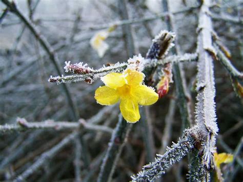 13 Beautiful Types Of Winter Flowers Flower Glossary