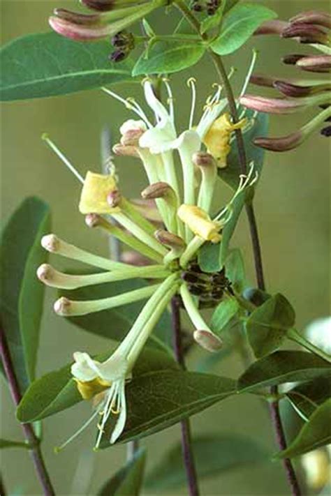 Flowers of the forest pub. Honeysuckle in the New Forest