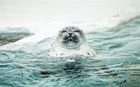 Tải Download Hình Nền Hải Cẩu Seals 4k Ultra Full Hd