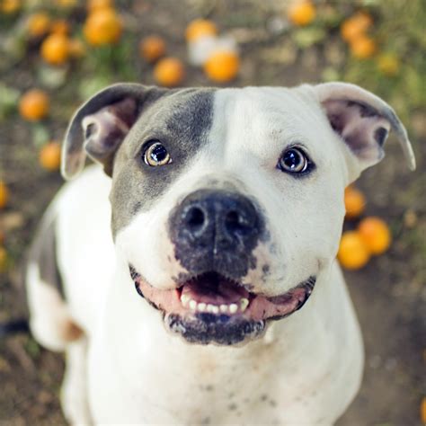 Pit bulls are huge dogs that make great companion dogs despite the origin of the breed. Best Dog Food for Pitbulls in 2018 - Guide & Reviews - TOP ...