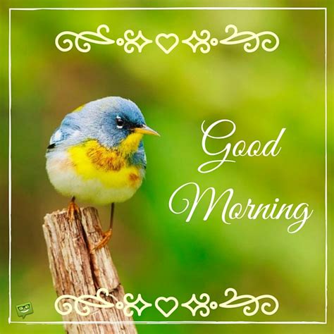 Good Morning Wishes With Birds Pictures Images Page 11