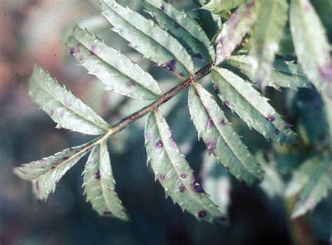 Leaf Spot Diseases Disease Marigold Leaf Spot Diseases Of Trees And