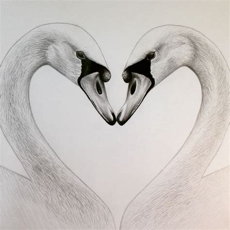 Two Swans Pencil Drawing Swan Swans Swandrawing Swantattoo