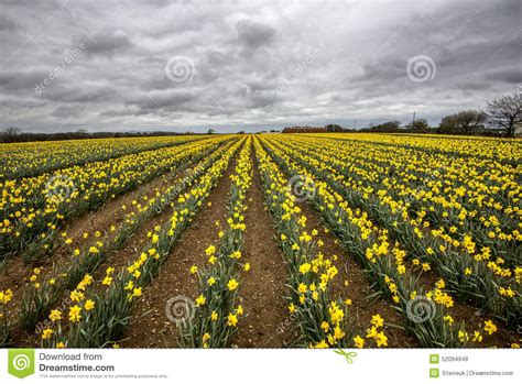 Daffodil Fields In Conrwall Uk With Cloudy Moody Sky Stock Photo