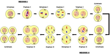 Meiosis Stages Pmat 1 Exam 1 Biology 202 With Cripps At University