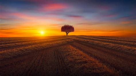 Lone Tree In The Field At Sunset Backiee