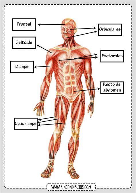 Fichas De Los Musculos Del Cuerpo Humano Musculos