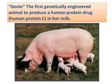 The genetic modification is accomplished by inserting dna into an embryo with the assistance of a virus, a plasmid, or a gene gun. Production of transgenic organism