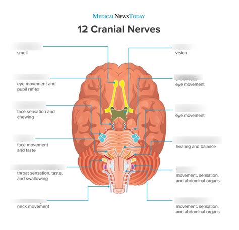 Cranial Nerves Dhy 115 Diagram Quizlet