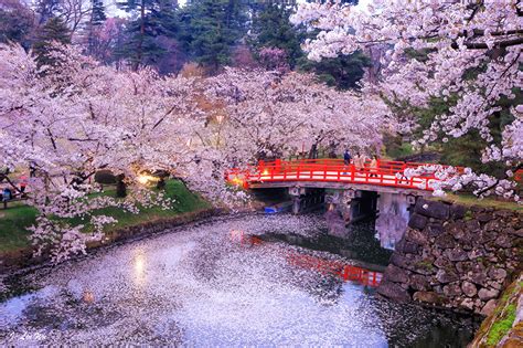 Photos Tokyo Japan Bridge Nature Parks River Evening Flowering Trees