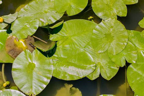 Water Lily On Swamp Stock Photo Image Of Green Spring 72947486